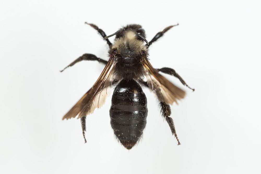 Le  Andrena morio Brullé, 1832
