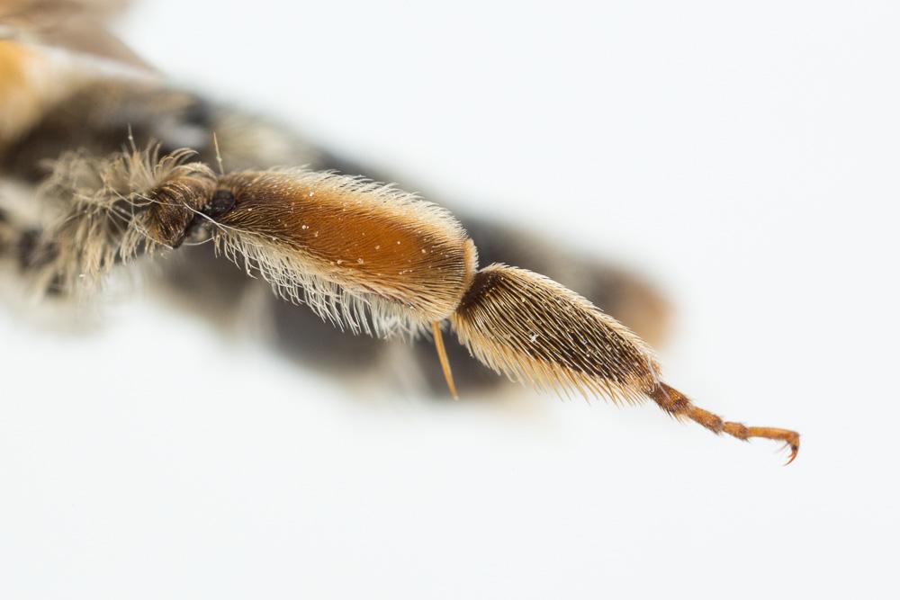 Le  Andrena nigropilosa Warcke, 1967