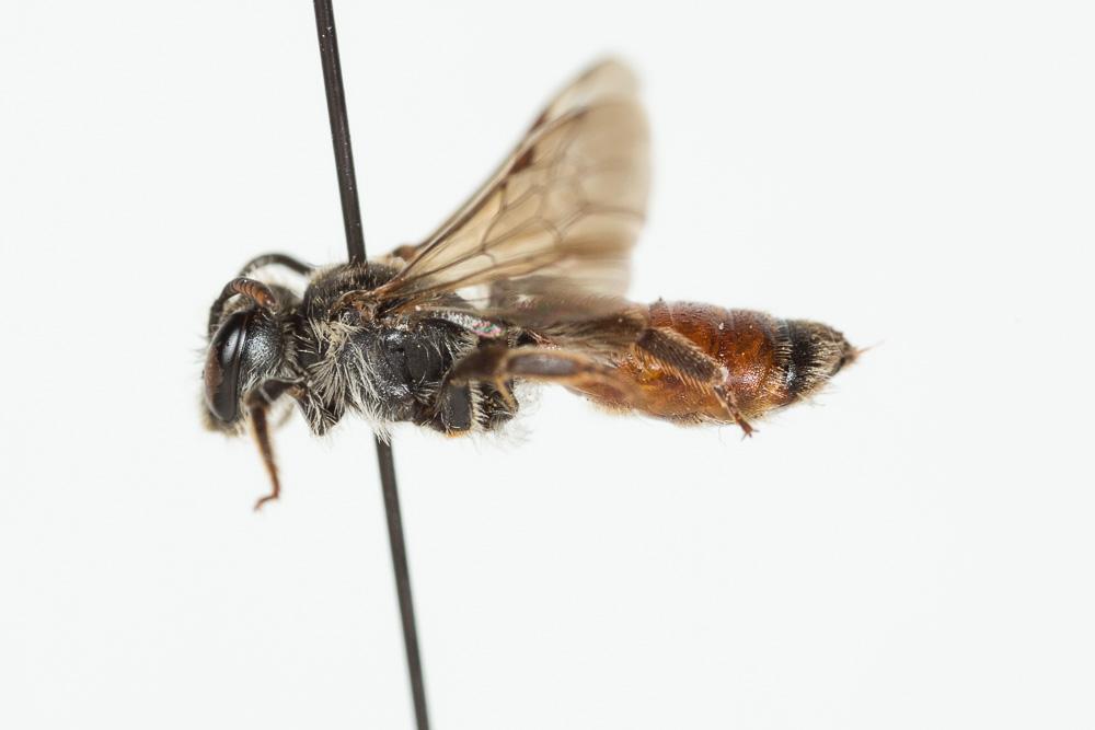 Le  Andrena labiata Fabricius, 1781