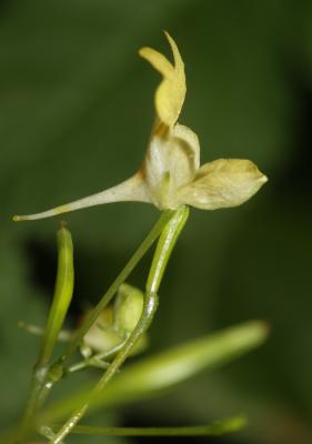 Balsamine à petites fleurs, Impatiente à petites f Impatiens parviflora DC., 1824