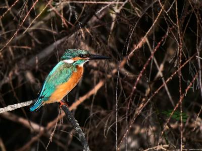 Martin-pêcheur d'Europe Alcedo atthis (Linnaeus, 1758)