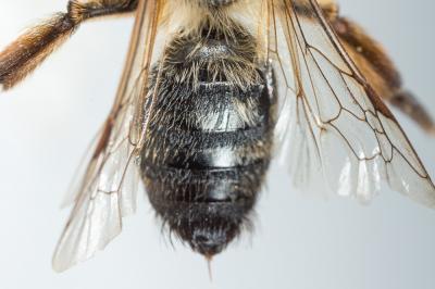  Andrena nigroaenea (Kirby, 1802)