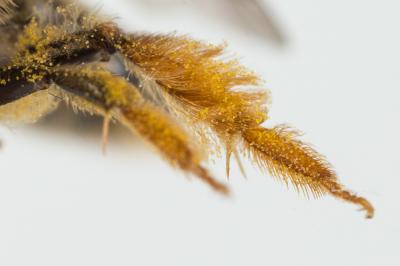  Andrena hesperia Smith, 1853