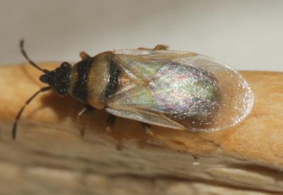  Brachyplax tenuis (Mulsant & Rey, 1852)