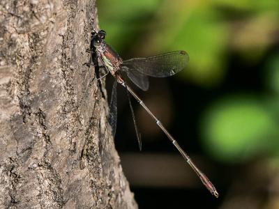 Chalcolestes viridis