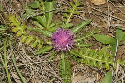 Cirsium acaulon