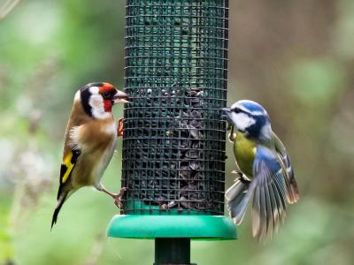 Chardonneret élégant Carduelis carduelis (Linnaeus, 1758)