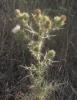 Cirse commun, Cirse à feuilles lancéolées, Cirse l Cirsium vulgare (Savi) Ten., 1838