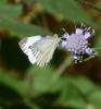 Piéride du Navet (La), Papillon blanc veiné de ver Pieris napi (Linnaeus, 1758)