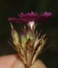 Oeillet des Chartreux Dianthus carthusianorum subsp. carthusianorum L., 1753