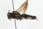  Andrena pilipes Fabricius, 1781