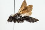  Andrena morio Brullé, 1832