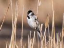 Bruant des roseaux Emberiza schoeniclus (Linnaeus, 1758)