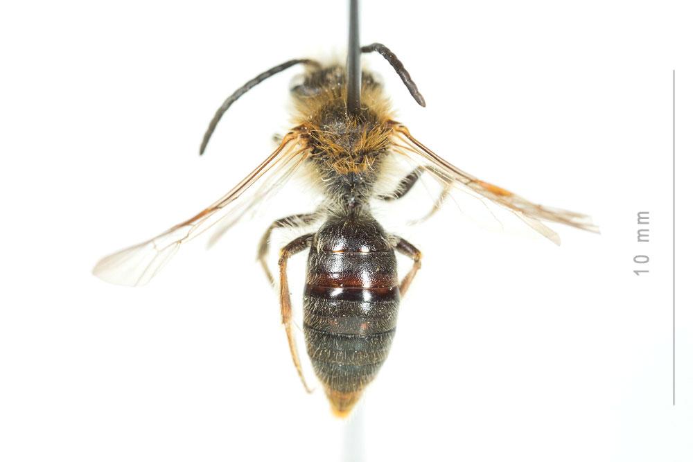 Le  Andrena haemorrhoa (Fabricius, 1781)