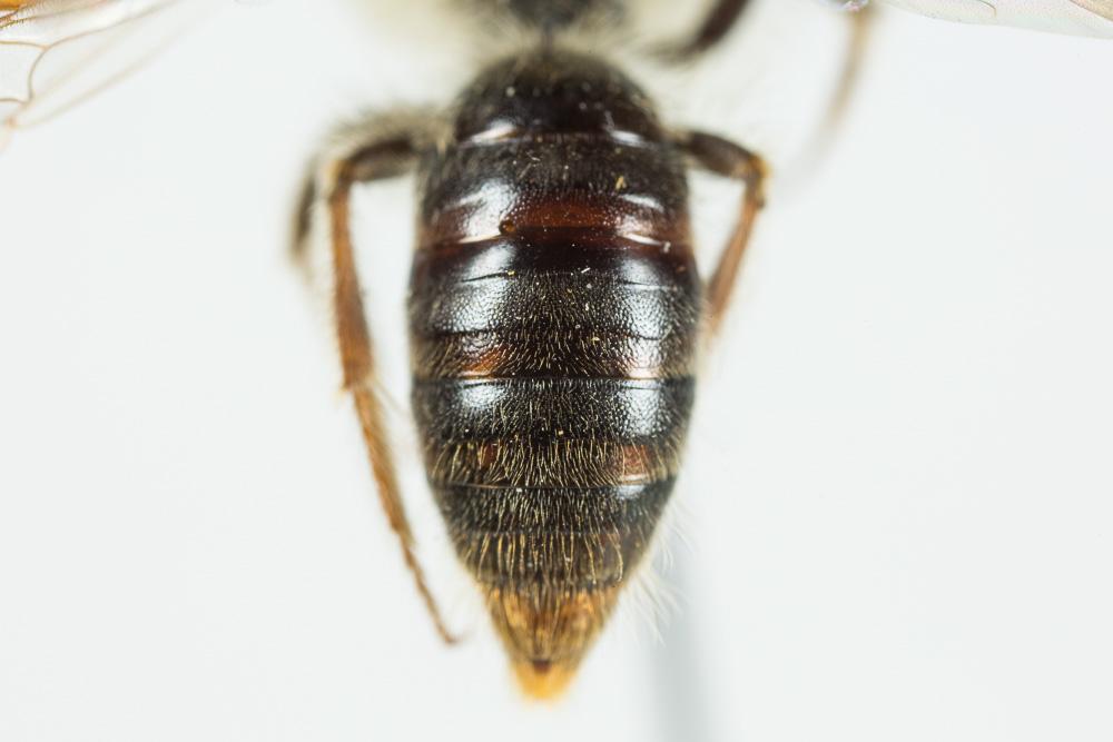 Le  Andrena haemorrhoa (Fabricius, 1781)
