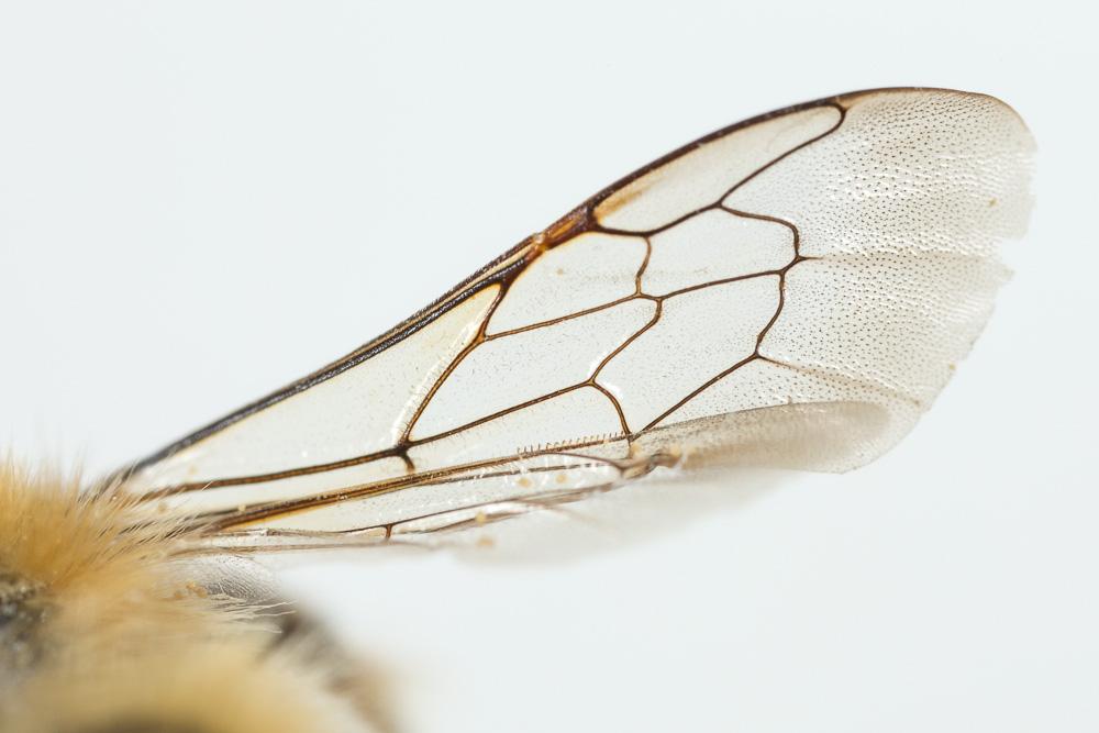 Le  Megachile circumcincta (Kirby, 1802)