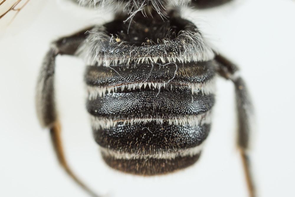 Le  Megachile marginata Smith, 1853