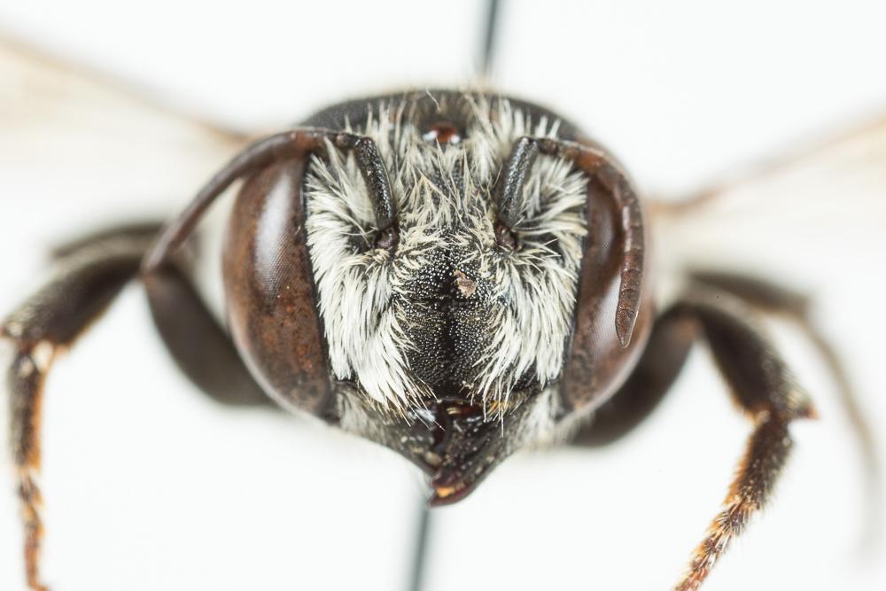 Le  Megachile marginata Smith, 1853