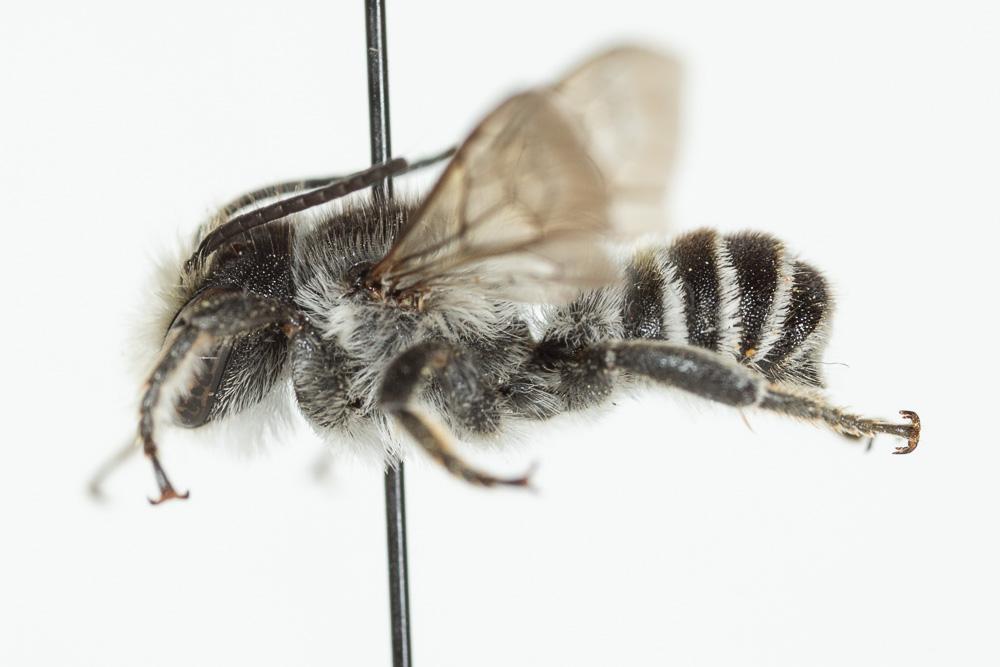 Le  Megachile melanopyga Costa, 1863