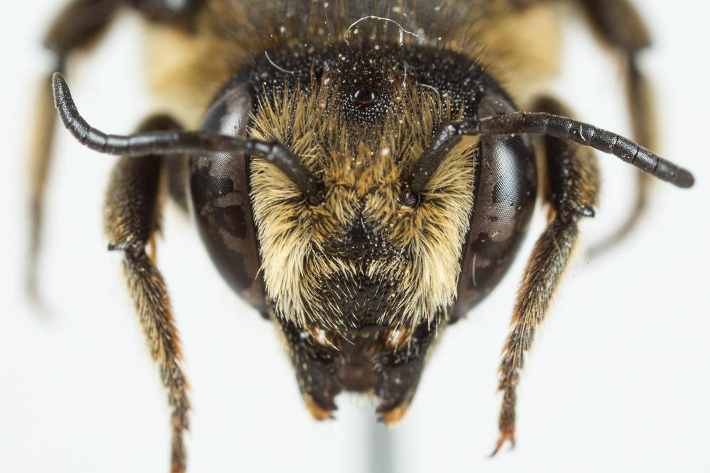 Le  Megachile melanopyga Costa, 1863