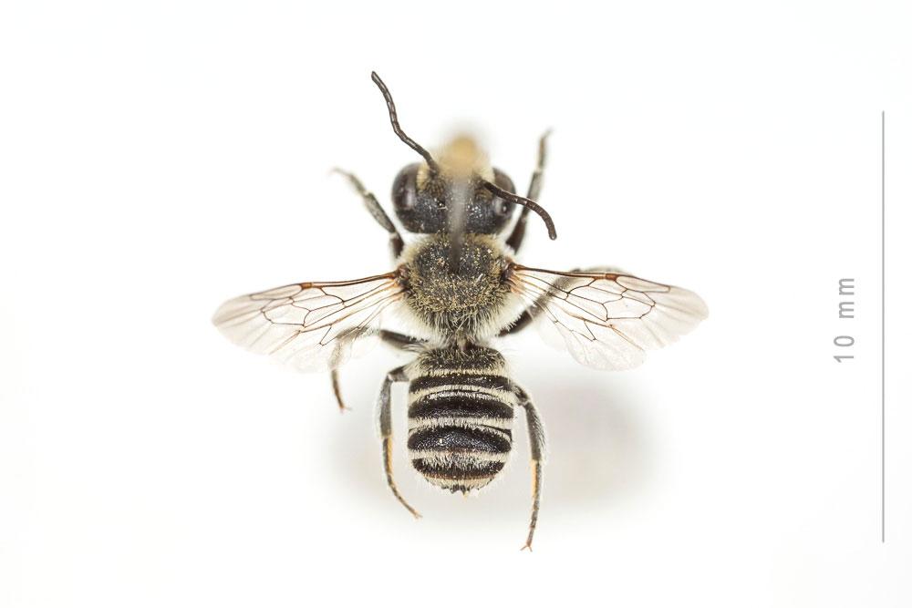  Megachile apicalis Spinola, 1808