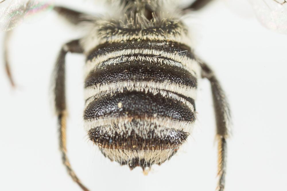 Le  Megachile apicalis Spinola, 1808