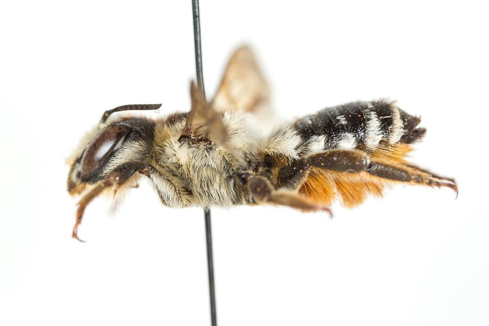 Le  Megachile albisecta (Klug, 1817)