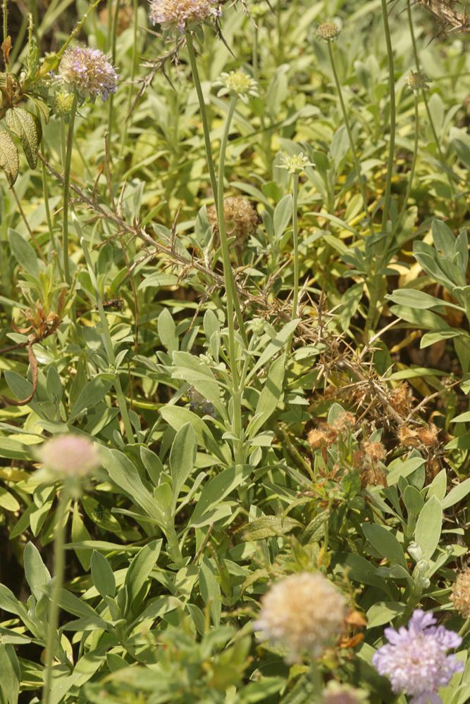 Le  Lomelosia hymettia