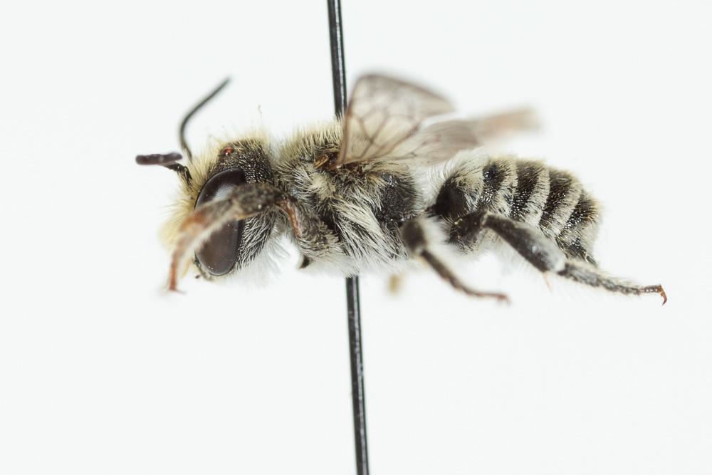 Le  Megachile burdigalensis Benoist, 1940