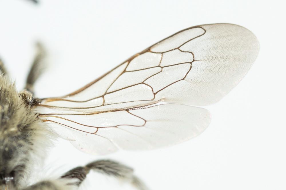 Le  Megachile burdigalensis Benoist, 1940