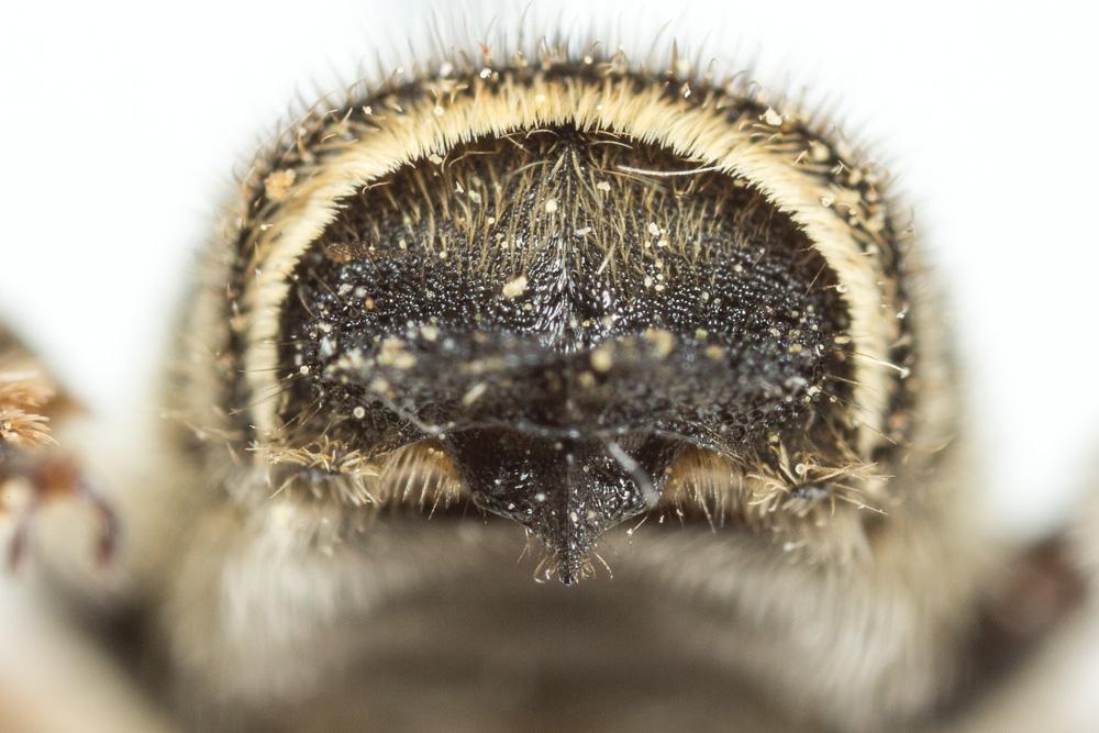 Le  Megachile albisecta (Klug, 1817)