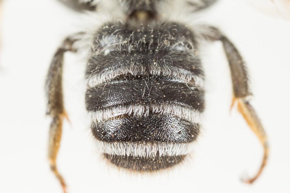 Le  Megachile ericetorum Lepeletier, 1841