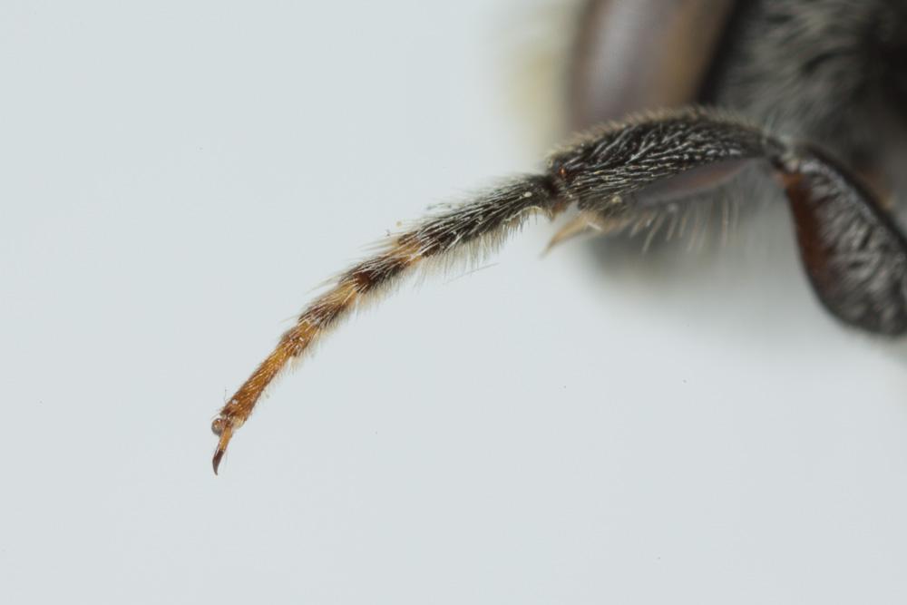 Le  Megachile rotundata (Fabricius, 1793)
