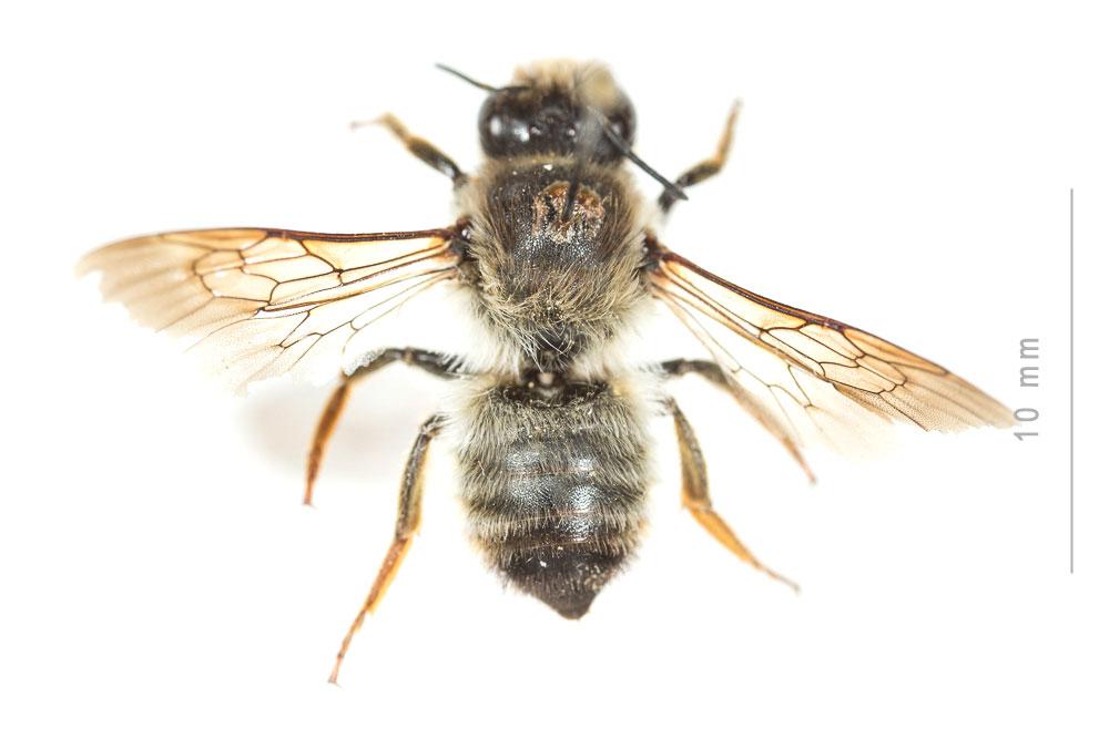  Megachile pyrenaica Lepeletier, 1841
