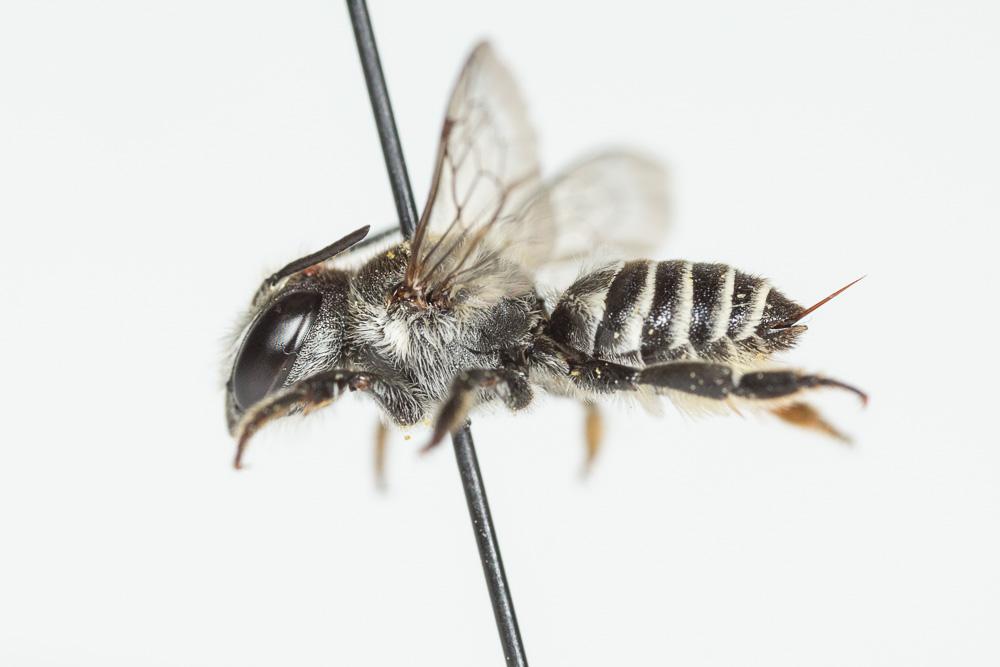 Le  Megachile rotundata (Fabricius, 1793)