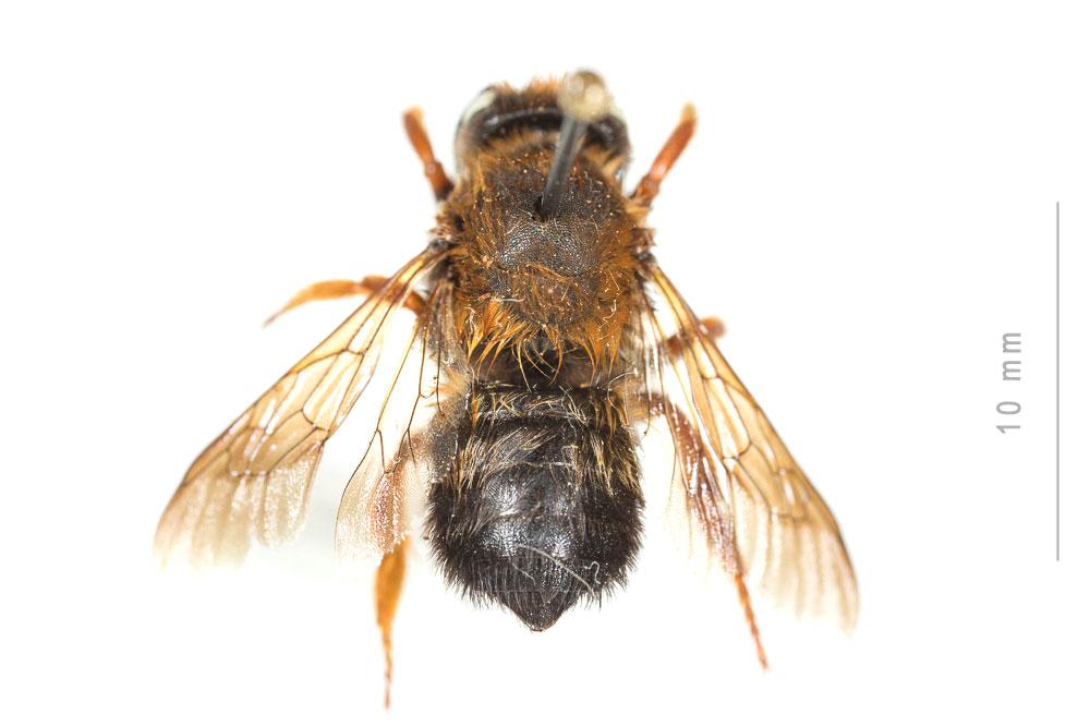 Le  Megachile sicula (Rossi, 1792)