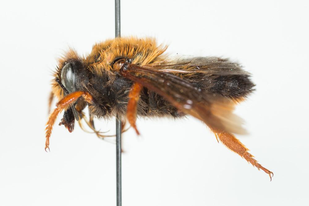 Le  Megachile sicula (Rossi, 1792)