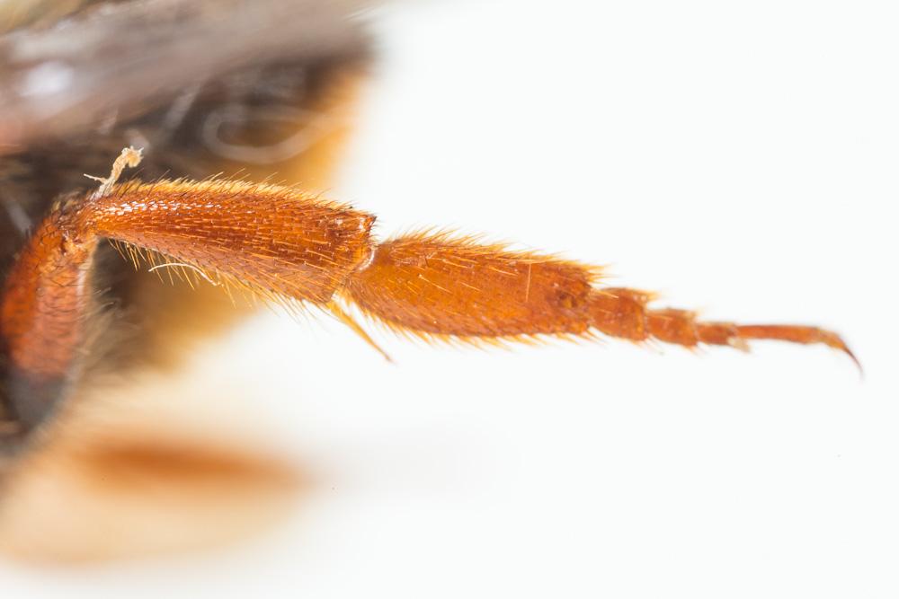 Megachile sicula (Rossi, 1792)
