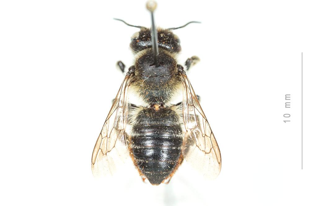 Le  Megachile genalis Morawitz, 1880