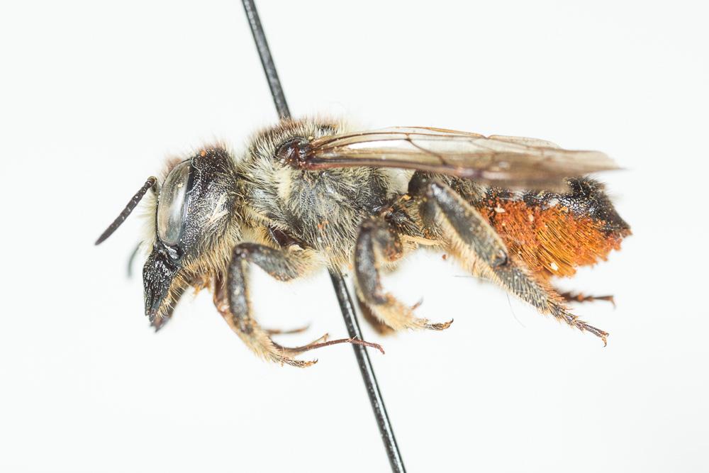  Megachile genalis Morawitz, 1880