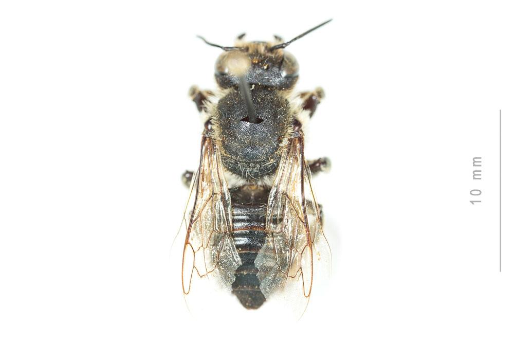 Le  Megachile lagopoda (Linnaeus, 1760)