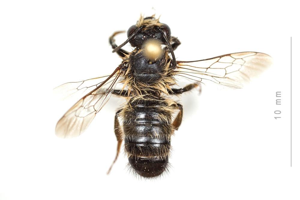 Le  Megachile pyrenaica Lepeletier, 1841