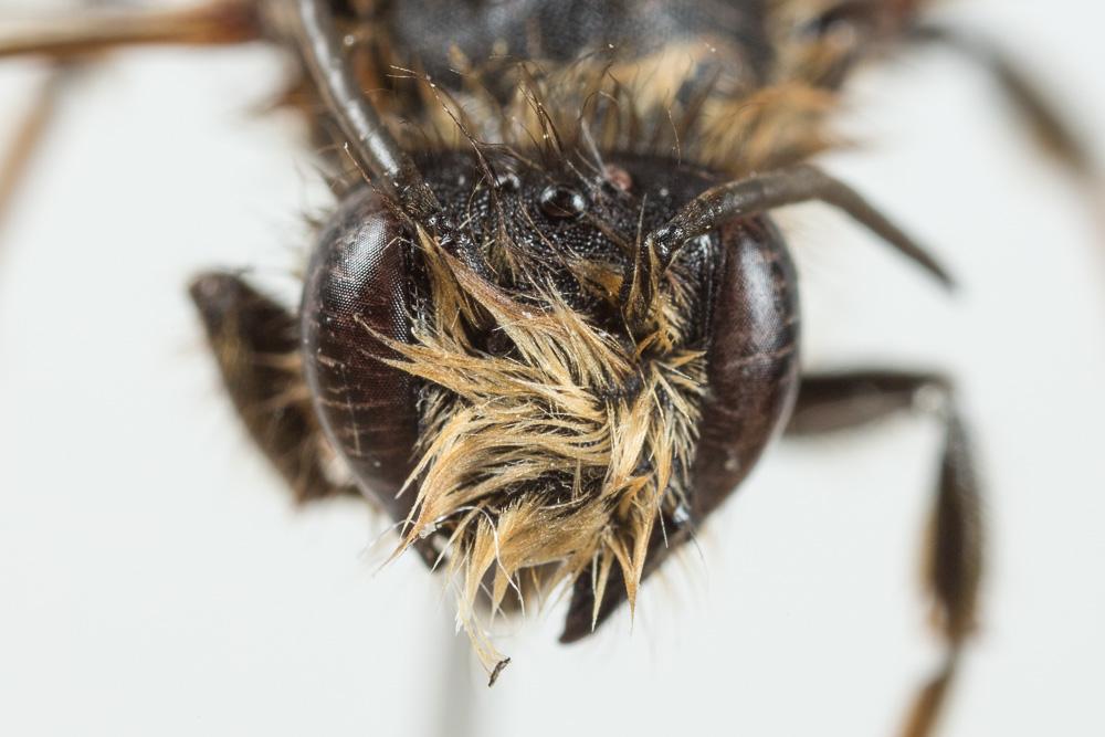 Le  Megachile pyrenaica Lepeletier, 1841