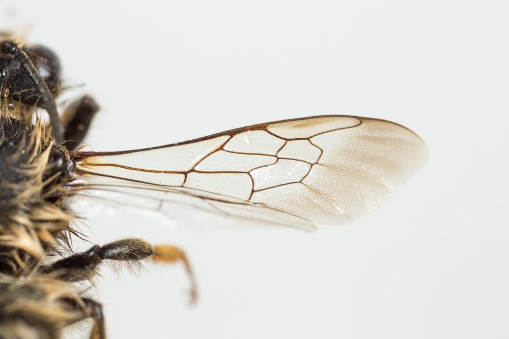  Megachile pyrenaica Lepeletier, 1841