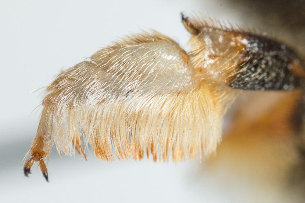 Le  Megachile willughbiella (Kirby, 1802)