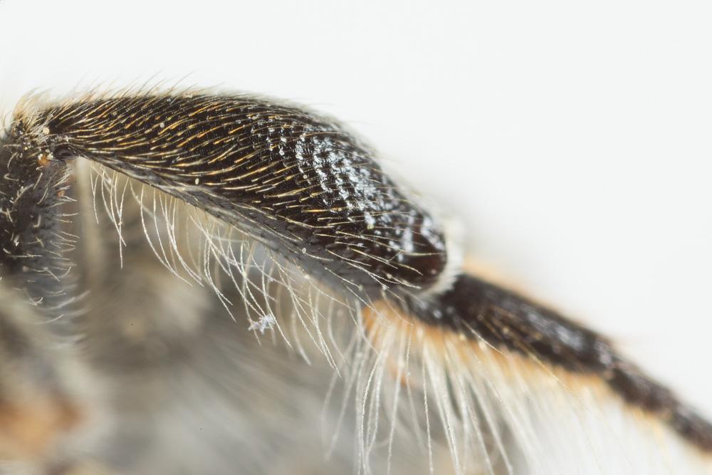 Le  Megachile willughbiella (Kirby, 1802)