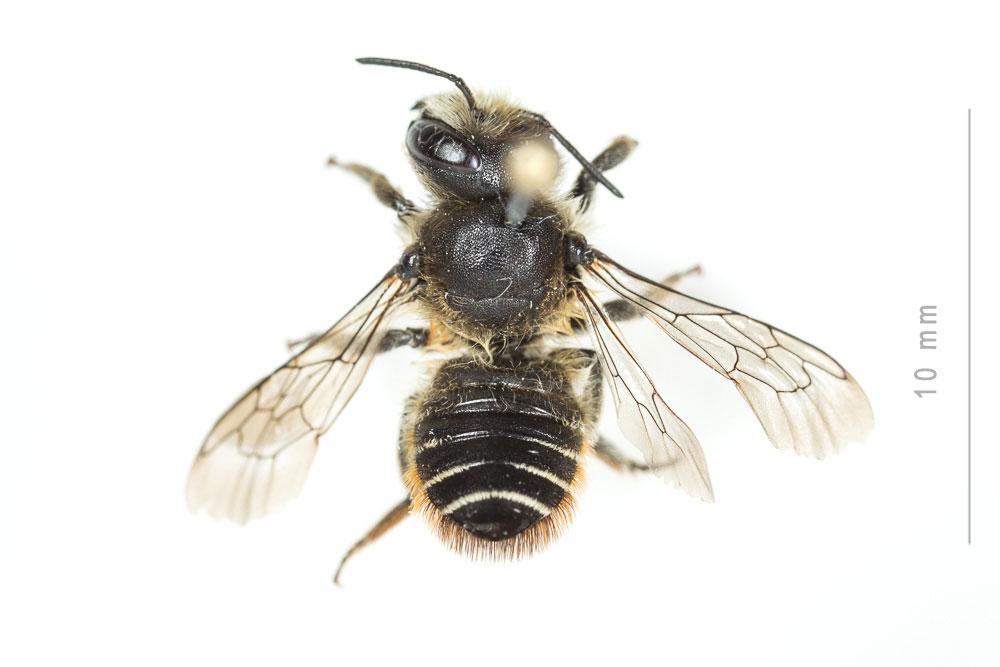 Le  Megachile alpicola Alfken, 1924