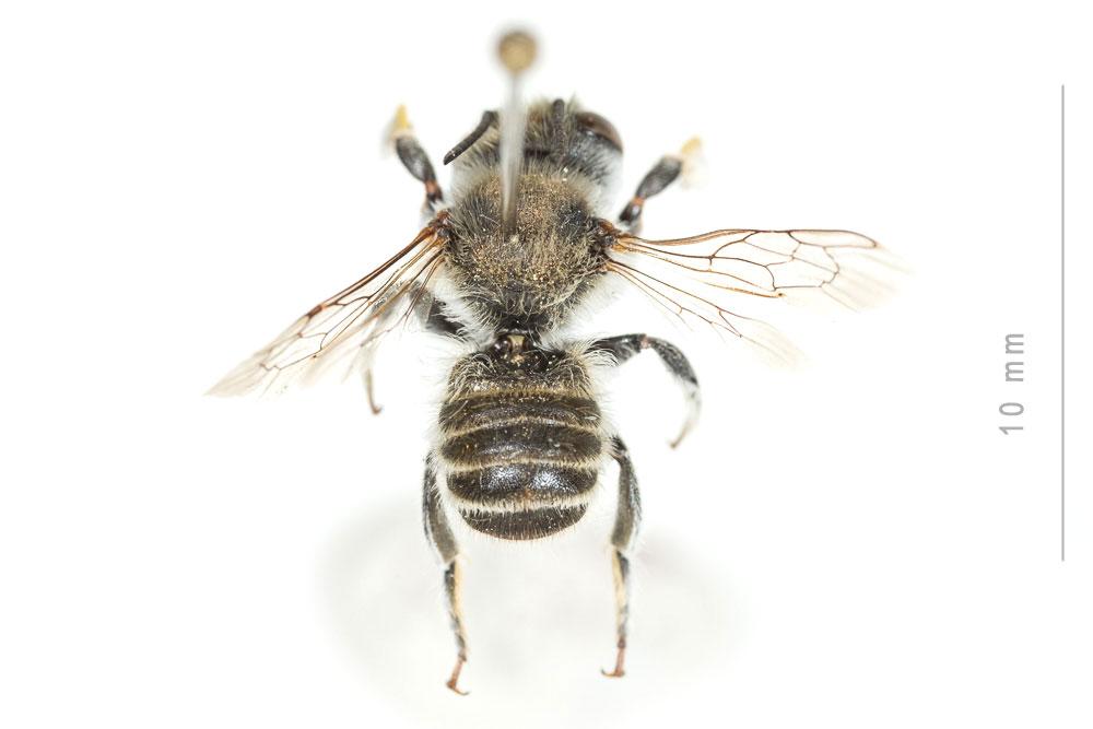 Le  Megachile giraudi Gerstäcker, 1869
