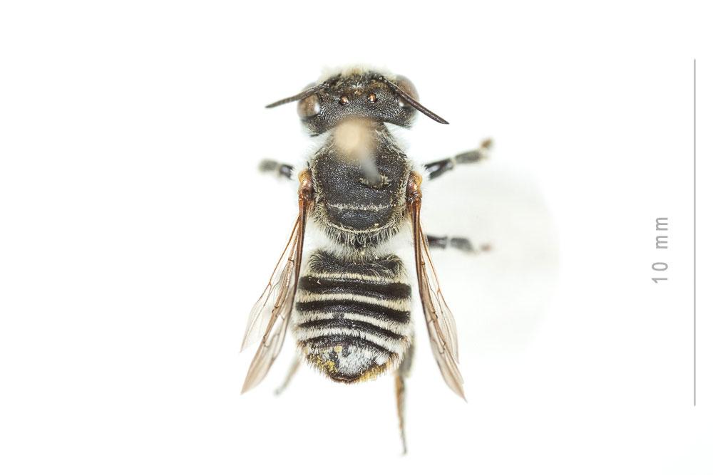 Le  Megachile opacifrons Pérez, 1897