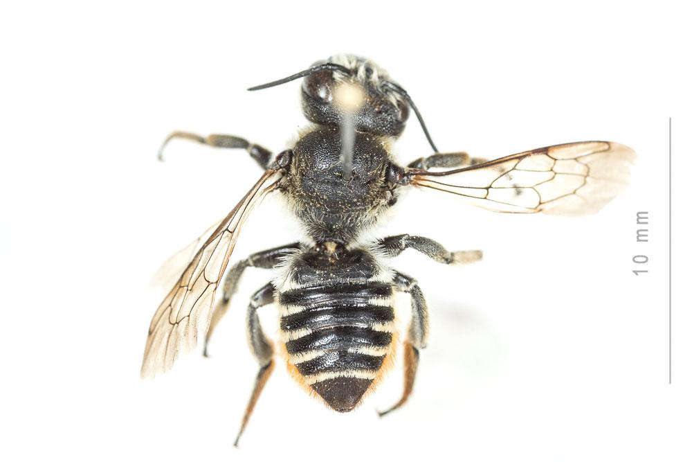 Le  Megachile pilicrus Morawitz, 1877